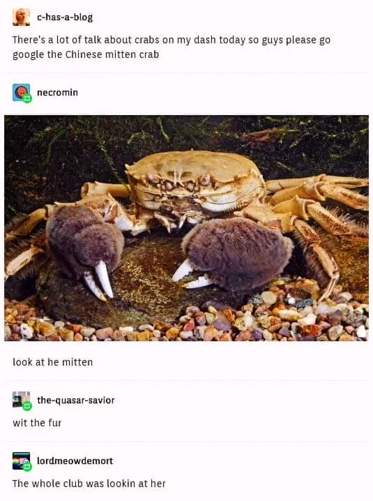 A close-up photo of a Chinese mitten crab, identifiable by its large, furry claws with white tips, resting on pebbles…