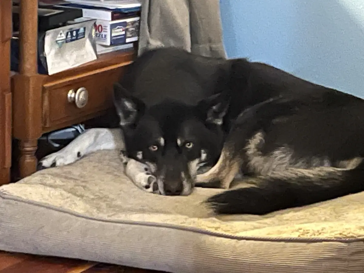 A black and tan dog with heterochromatic eyes lies curled up on a beige dog bed, looking directly at the camera with a weary…
