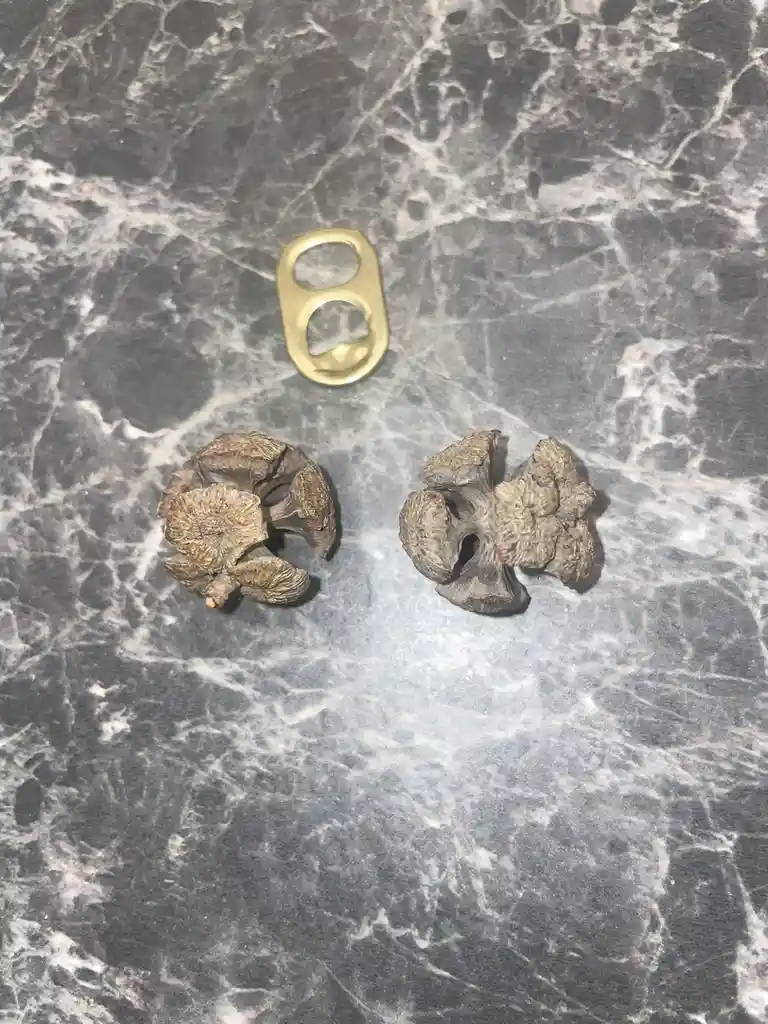 Two dried, split acorns and a gold-colored aluminum can tab are arranged on a dark gray and white marbled surface. The…