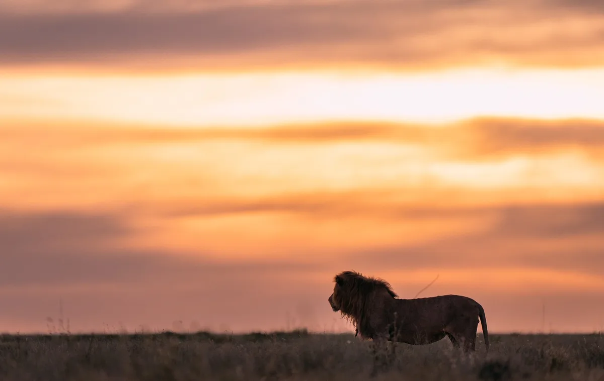 Majestic Lion Spotted in Tanzania
