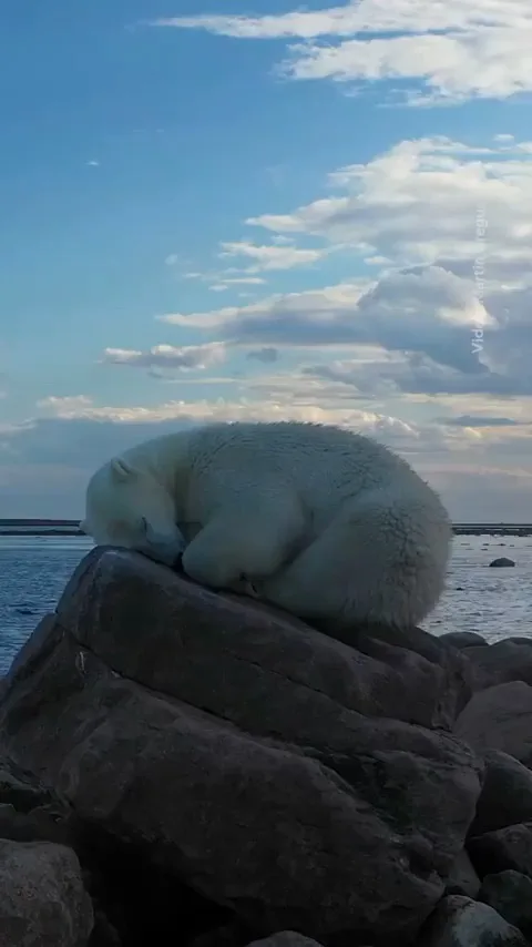 A polar bear is curled up and sleeping peacefully on a large rock near a body of water under a partly cloudy blue sky. The…