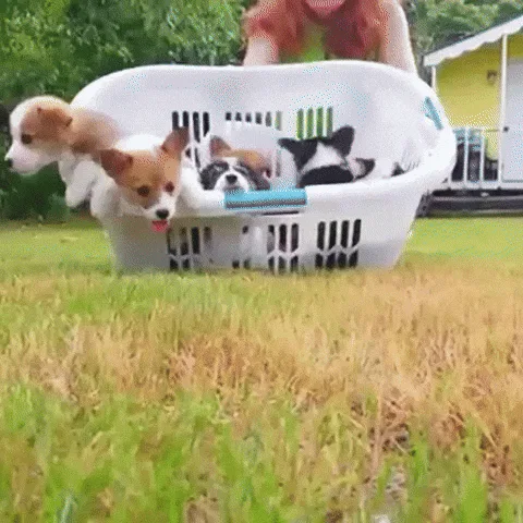 A collage of six images showing a group of corgi puppies in a white plastic laundry basket on grass. The sequence shows the…