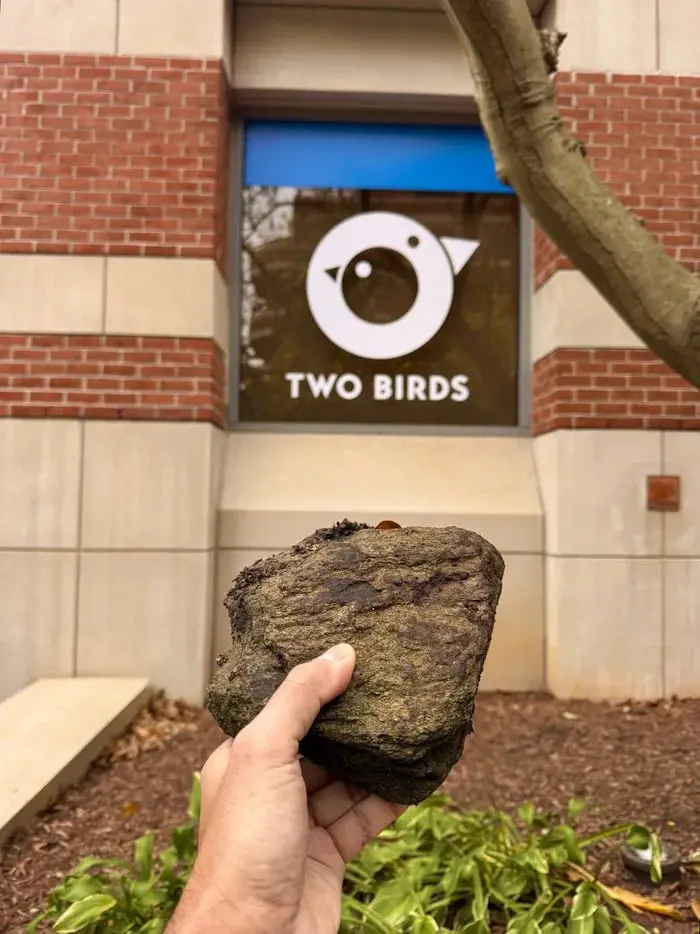 A hand holds a large, dark, lumpy rock in front of a building with a window displaying a logo of a stylized bird and the…