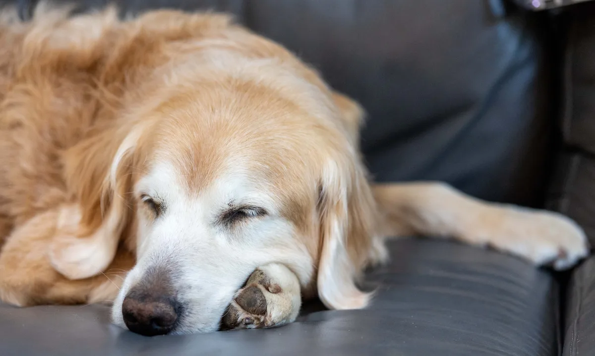 A golden retriever is sleeping peacefully on a dark leather couch, its head resting on its front paw with eyes closed. The…
