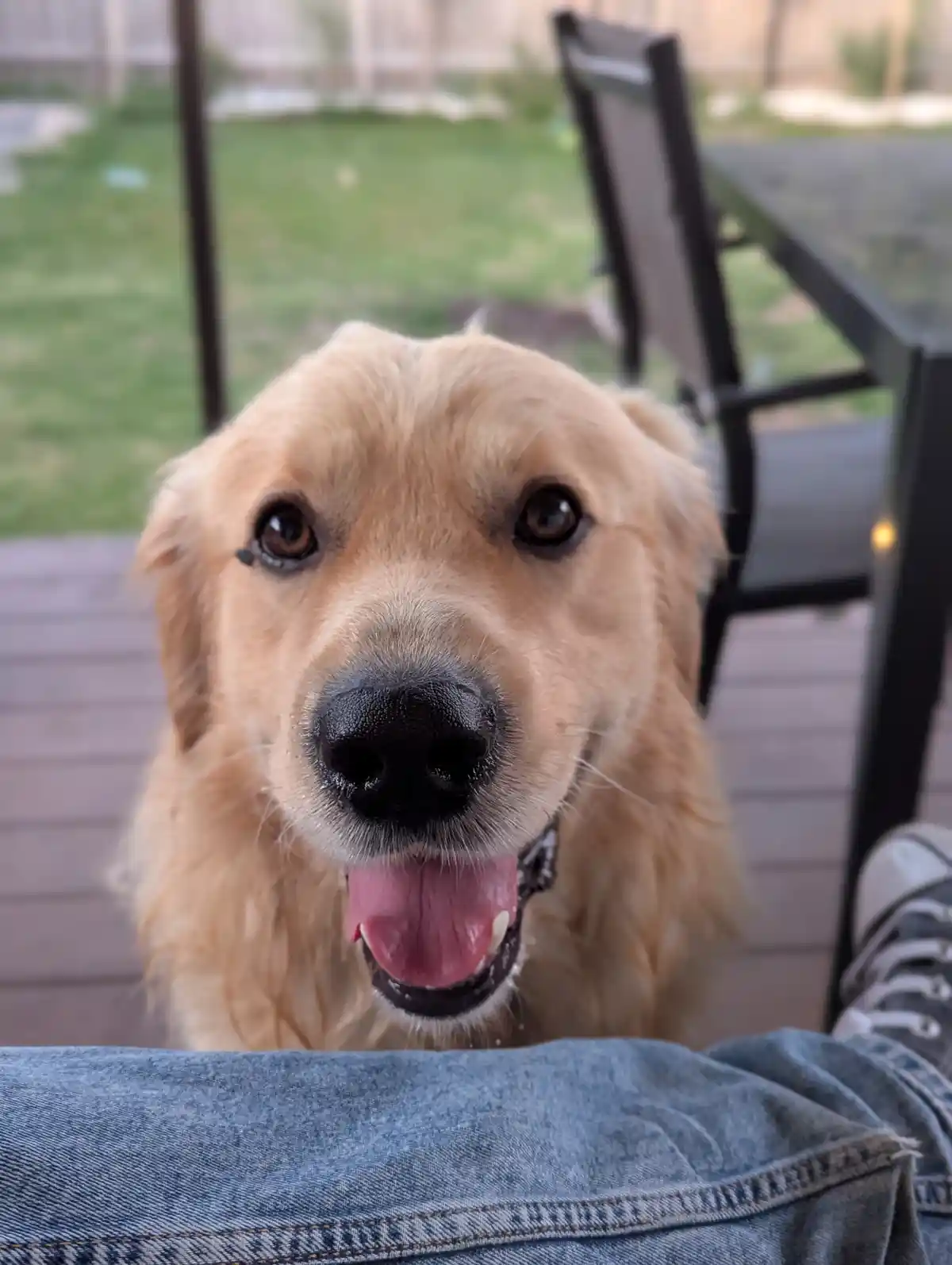 A close-up photo of a golden retriever looking directly at the camera with its tongue out, sitting on a wooden deck. The…
