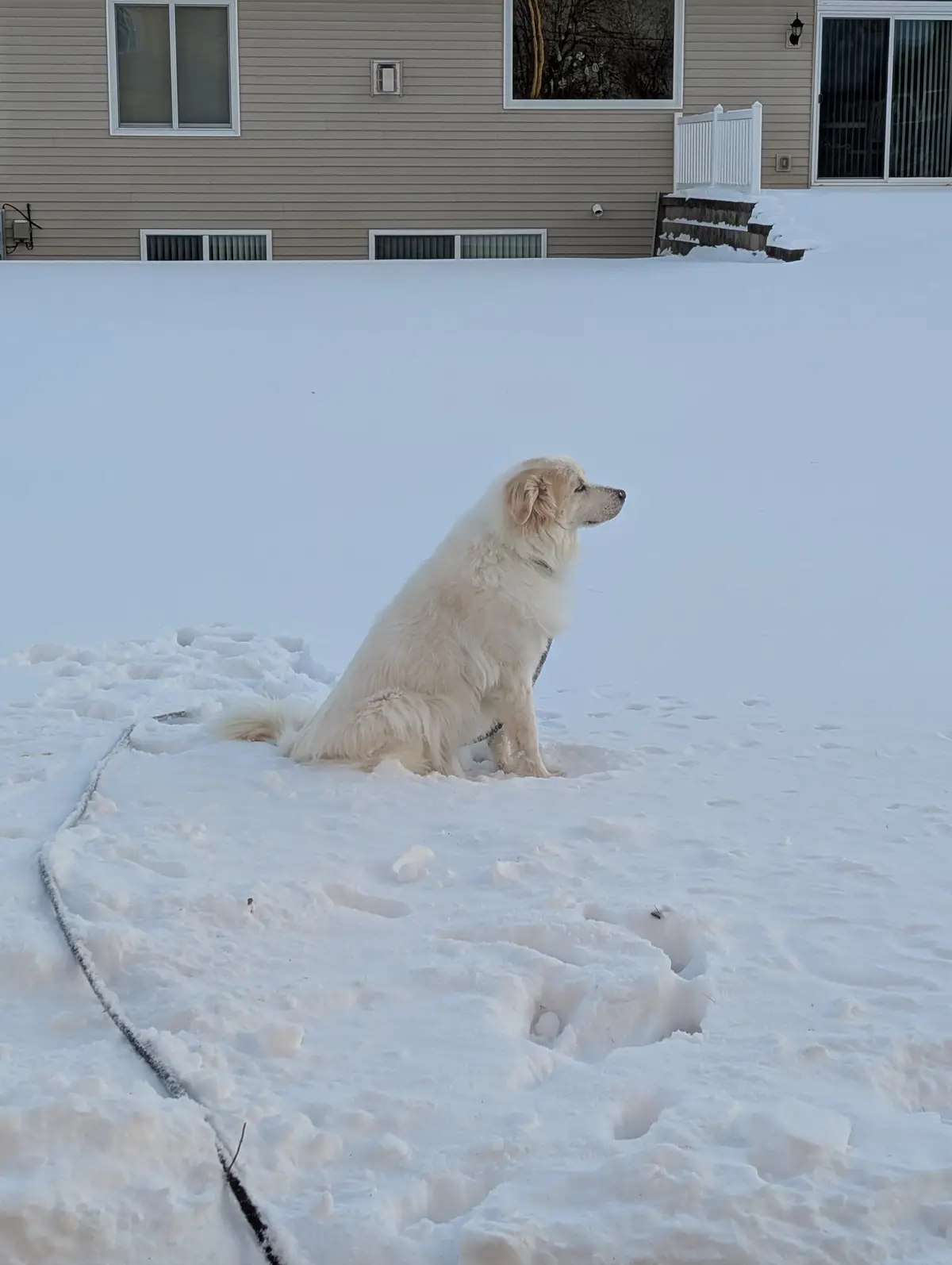 A fluffy white dog sits patiently in a deep snow-covered yard, looking off to the side with a calm expression. Behind it is…