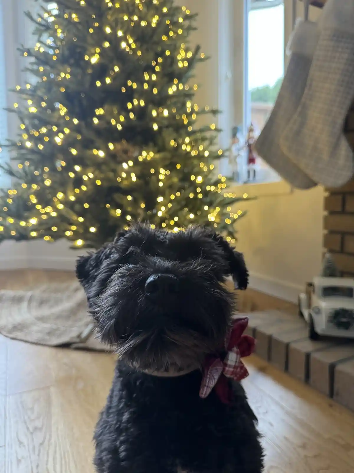 A black, scruffy dog with a red plaid bow sits in front of a blurred Christmas tree with warm lights, looking directly at…