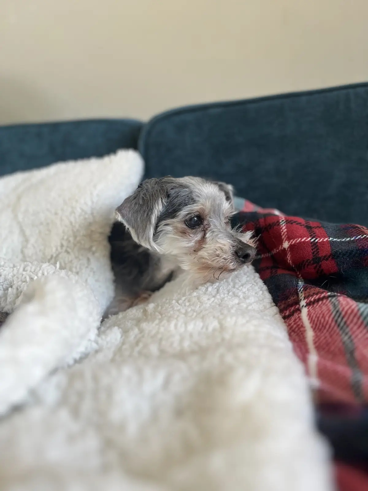 A small, scruffy dog with gray and white fur lies nestled on a fluffy white blanket and a red plaid blanket on a dark blue…
