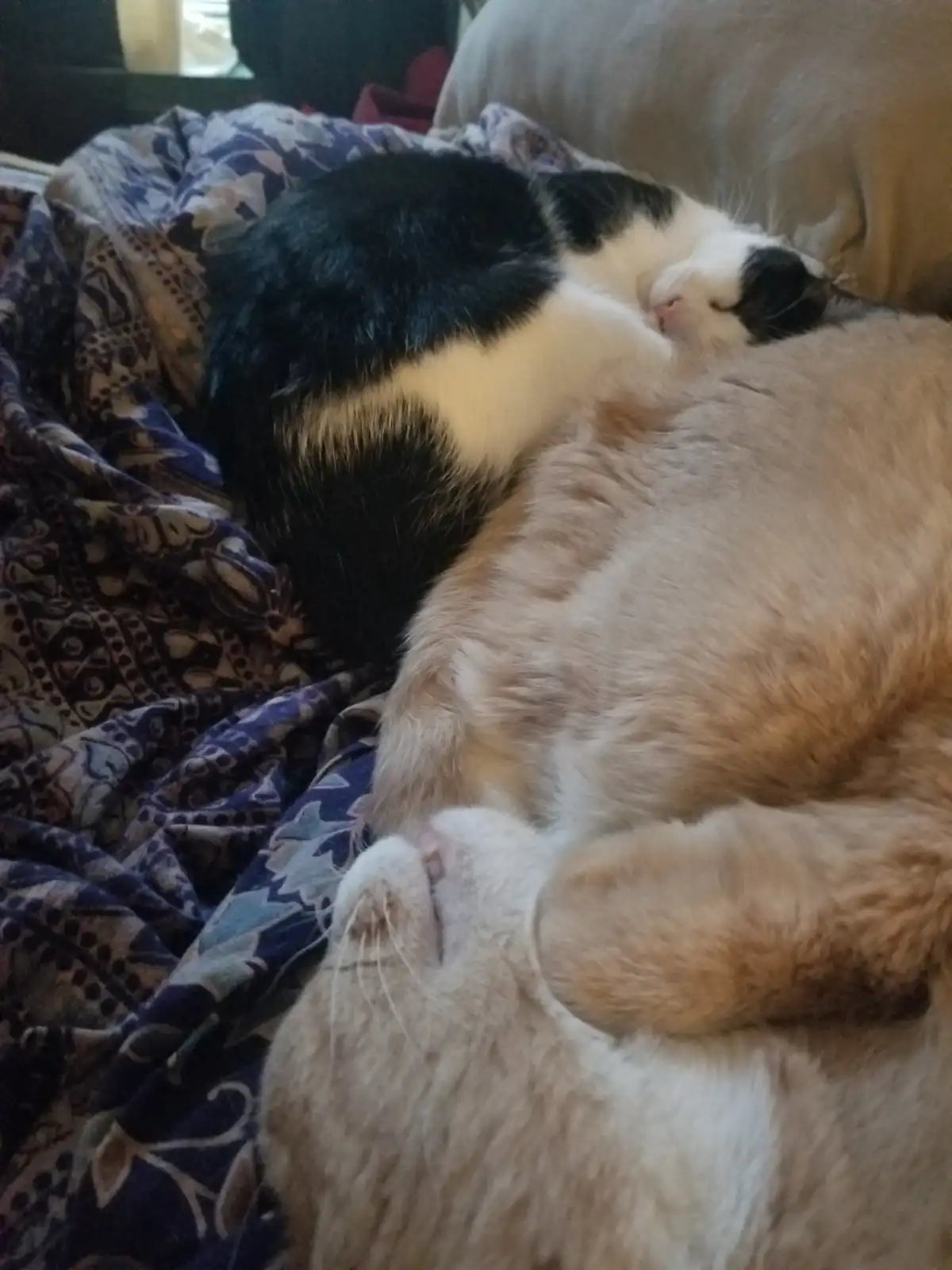 Two cats are curled up asleep on a patterned blanket; one is black and white, the other is orange and white. The black and…