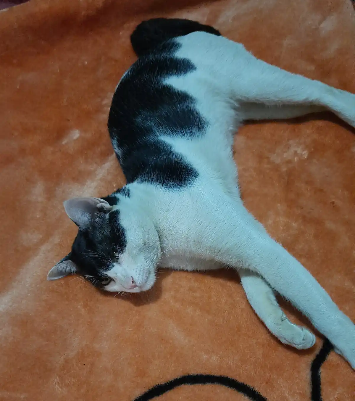 A black and white cat lies sprawled on its side on an orange blanket, looking relaxed and slightly unimpressed. The cat's…