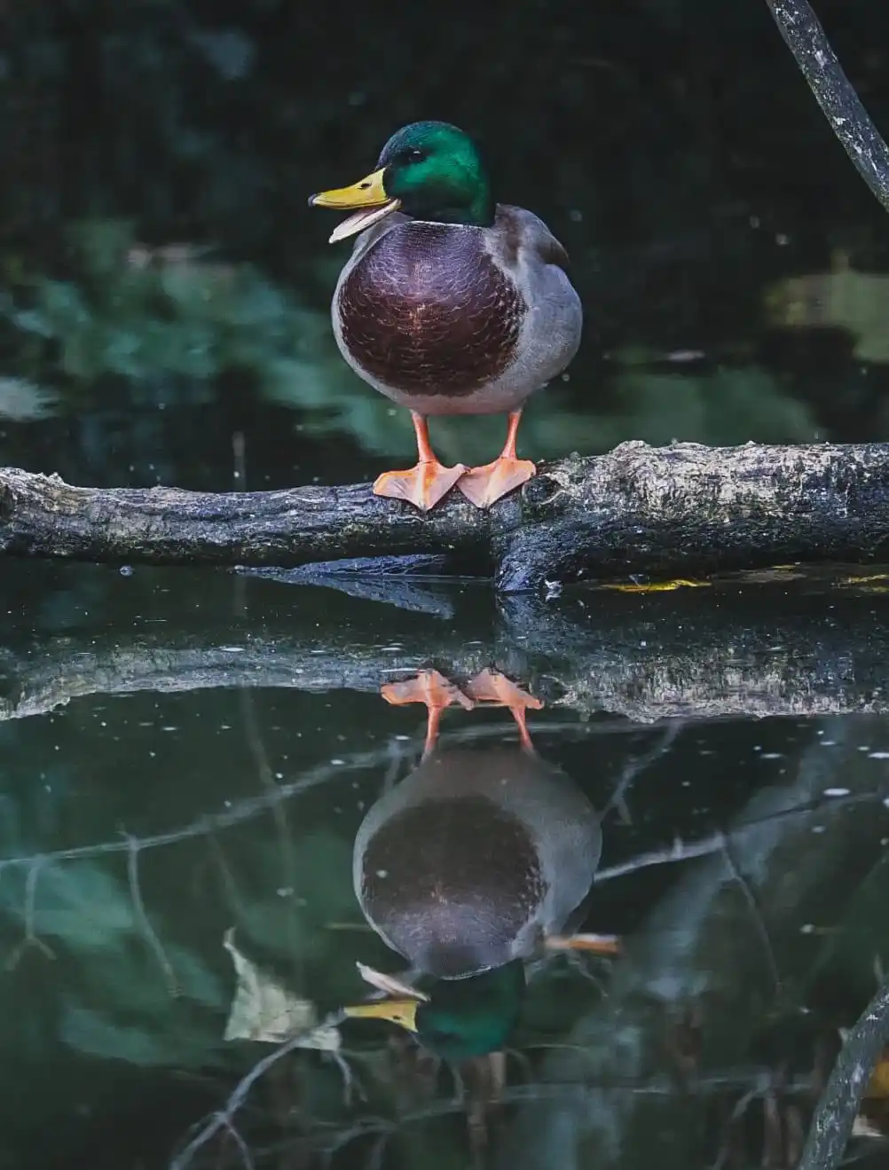 A male mallard duck with a green head and yellow beak stands on a log over water, looking down at its reflection. The…