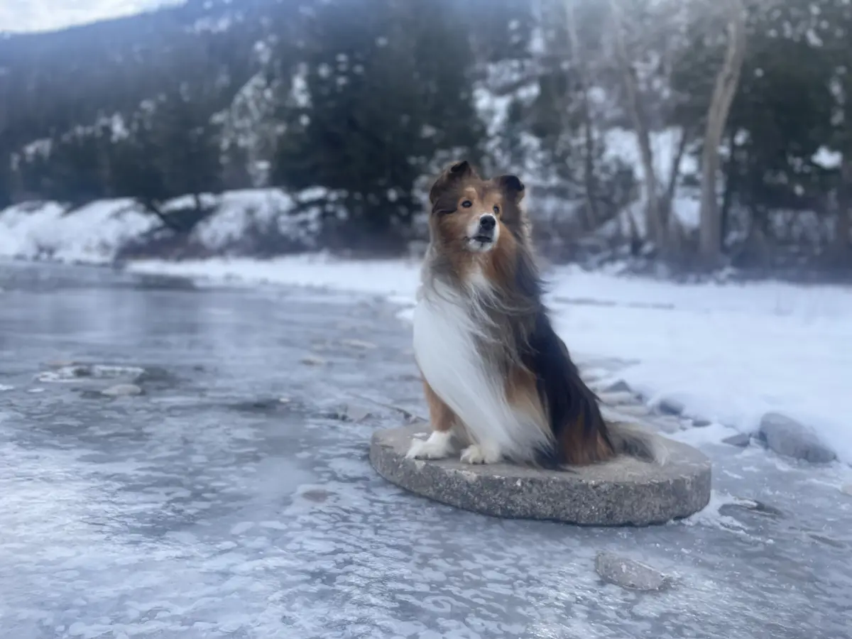 A fluffy brown and white Shetland Sheepdog sits calmly on a round stone in the middle of a frozen lake, surrounded by…