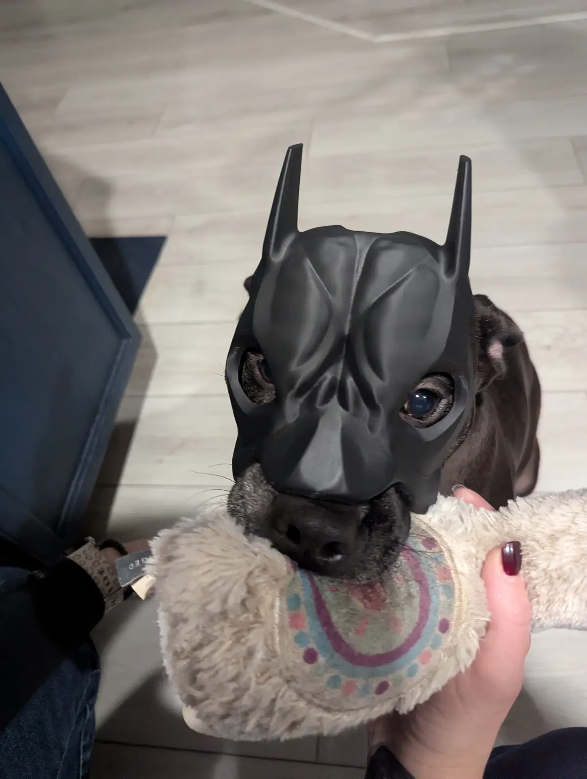 A dark-colored dog wears a black Batman cowl mask with pointed ears, looking directly at the camera while holding a fluffy…