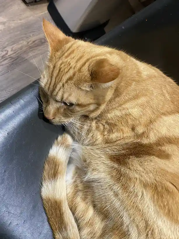 An orange tabby cat with striped fur is curled up on a dark gray surface, looking sleepy and uninterested. Its eyes are…