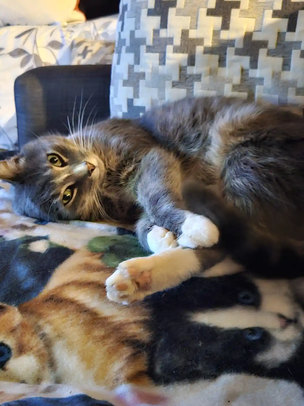 A gray tabby cat with white paws lies on its side on a patterned blanket, looking upward with wide eyes. Its front paws are…