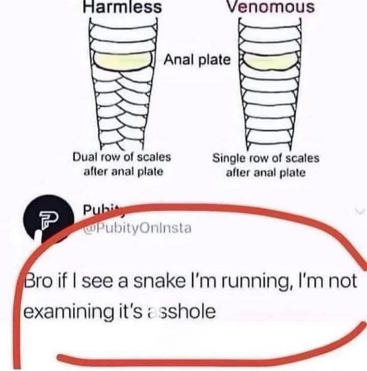 The image displays a scientific diagram comparing harmless and venomous snakes based on their anal plate and scale patterns…