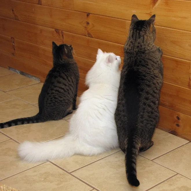 three cats sit side by side on a tiled floor, backs to the camera, facing a wooden wall. The central white cat and the two…