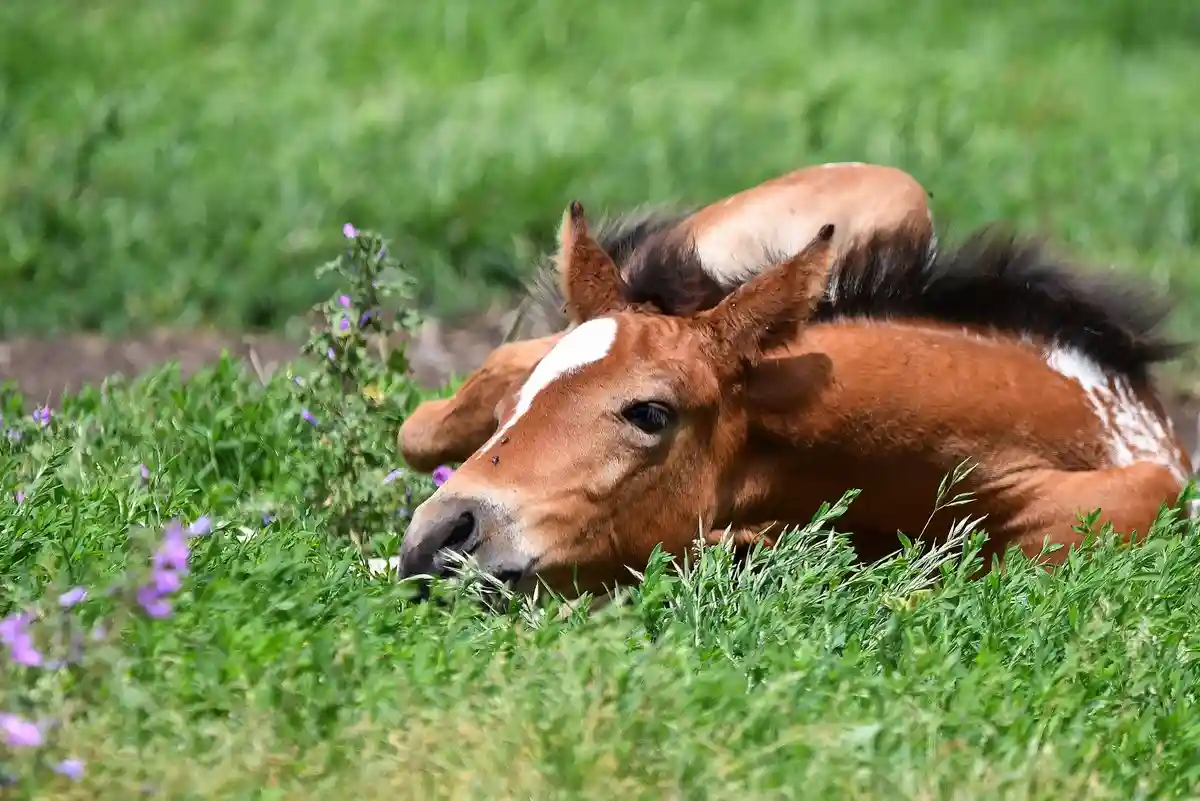 A brown foal with a white blaze on its face is lying down in a field of green grass and purple flowers, appearing relaxed…