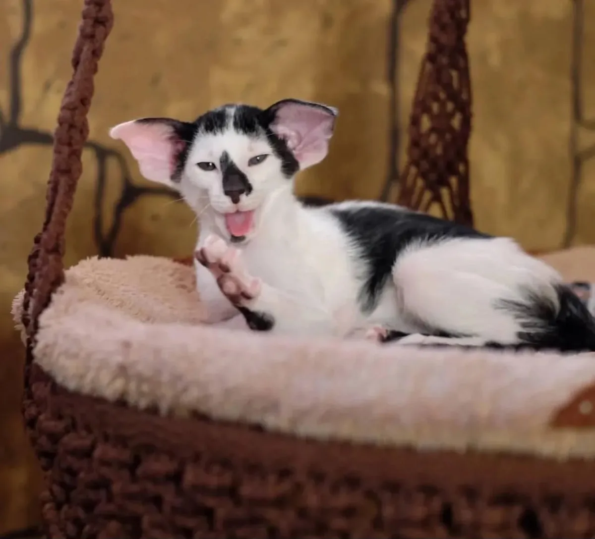 A black and white cat with large, pointed ears and a pink nose is lying in a brown woven basket with a soft beige cushion…