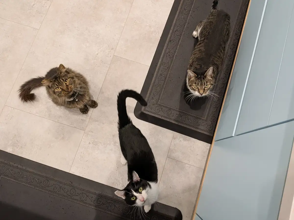 An overhead photo shows three cats in a home: one fluffy tabby sitting on tiled floor, one black-and-white cat standing on a…