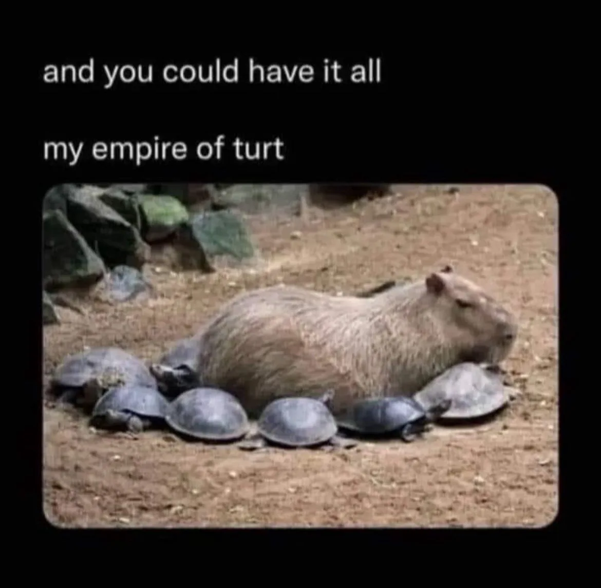 A capybara is lying on the ground surrounded by several turtles, with text overlaid that reads 'and you could have it all'…