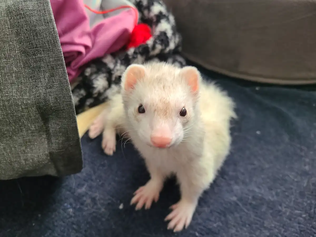 A close-up photo shows a small, white ferret with a pink nose and dark eyes looking directly at the camera from a dark blue…