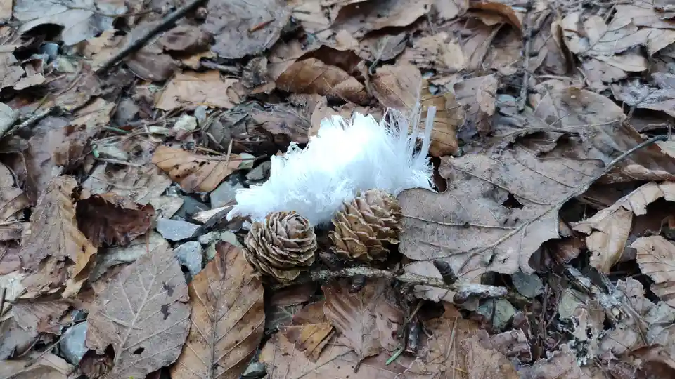 A close-up photo shows a white, feathery ice formation resting on brown, frost-dusted fallen leaves and two small pinecones…