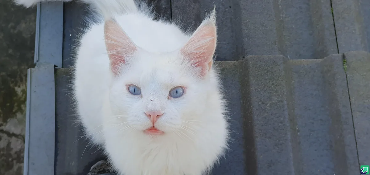 A close-up photo shows a fluffy white cat with striking blue eyes and a pink nose, looking directly at the camera with a…