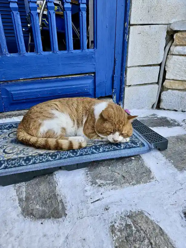 An orange and white tabby cat is curled up and sleeping soundly on a blue patterned doormat in front of a bright blue wooden…