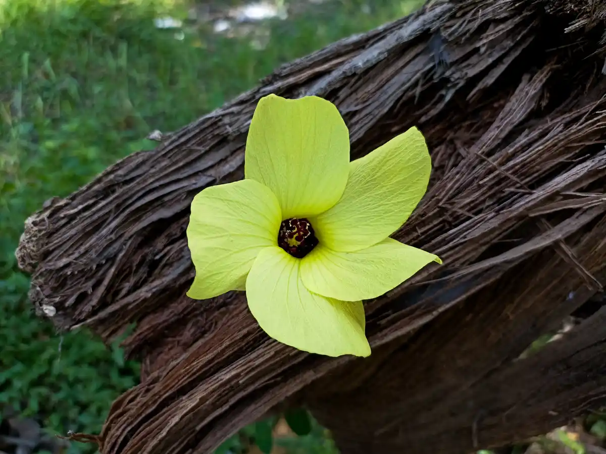 A bright, lime-green flower with five petals and a dark center blooms on a textured, weathered brown tree branch. The…