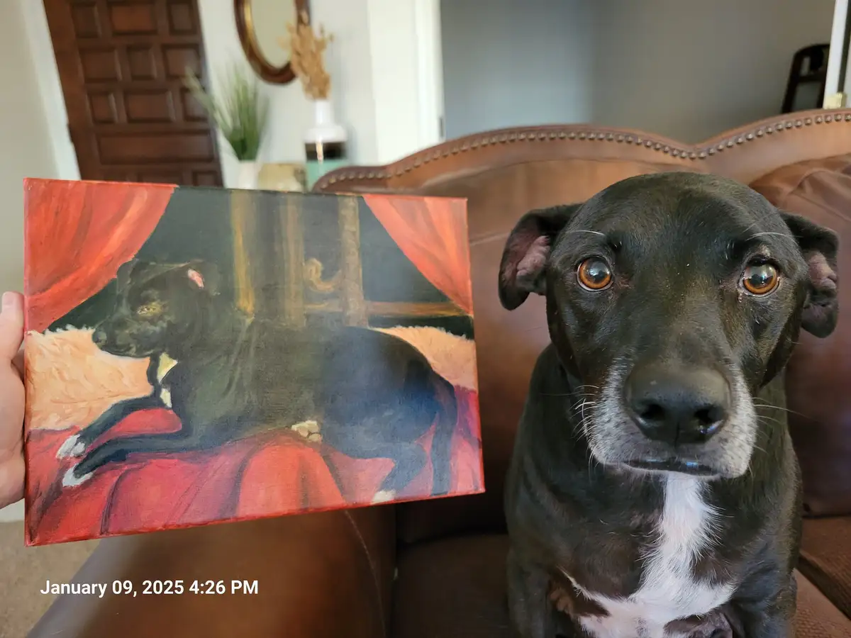 A black dog with white markings sits on a brown leather couch looking directly at the camera, while a person holds up a…