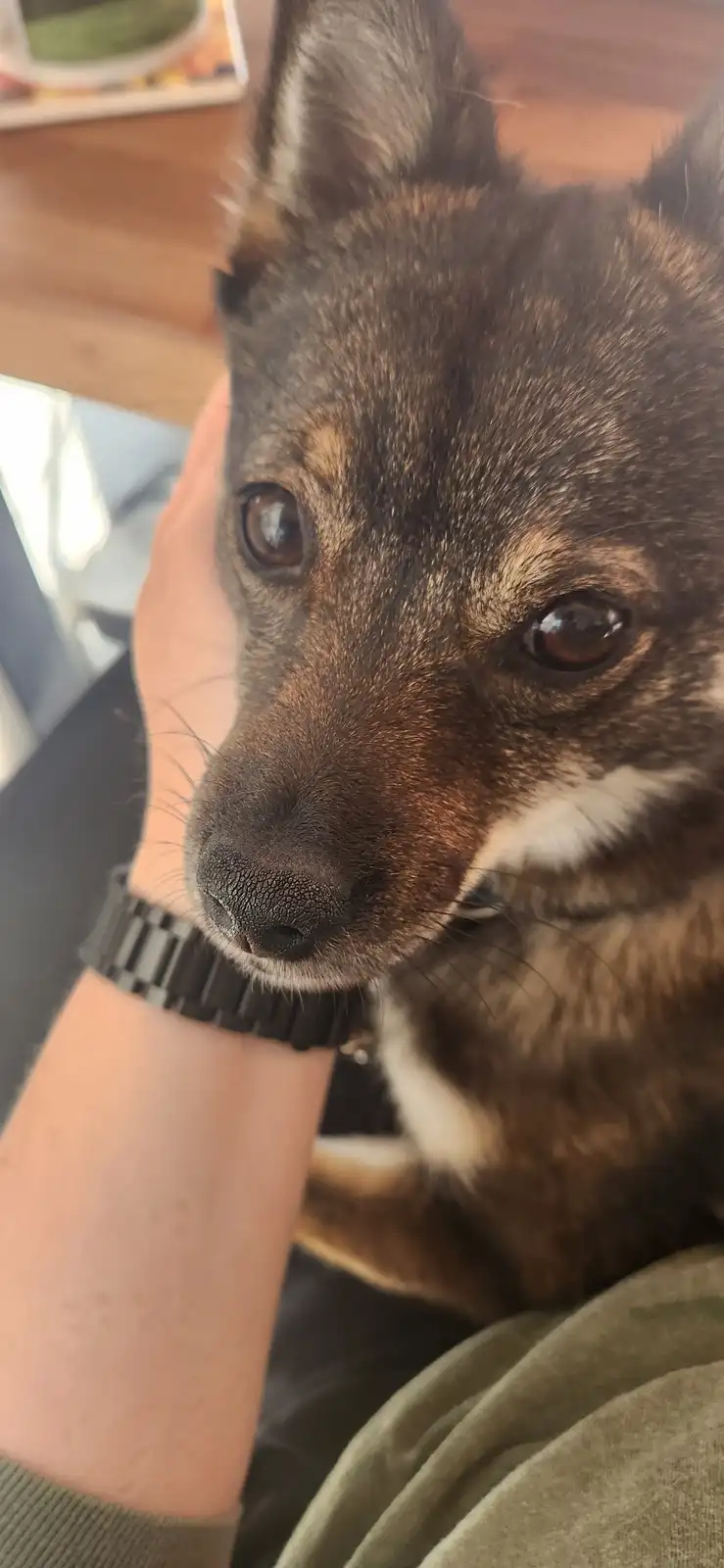 A close-up photo shows a brown and black dog with a white patch on its chest, looking directly at the camera with a sad…