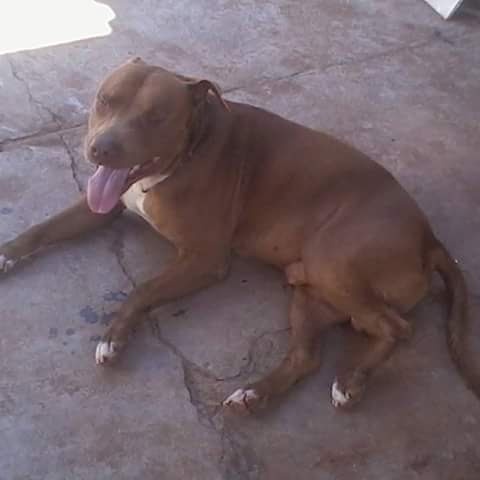 A brown pit bull-type dog is lying on a cracked concrete floor with its tongue out, looking relaxed. The text overlaid on…