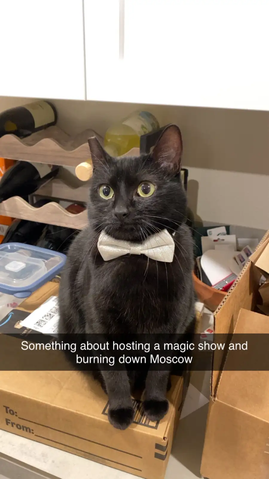A black cat with bright green eyes sits upright on a cardboard box in a cluttered room, wearing a sparkly white bow tie…