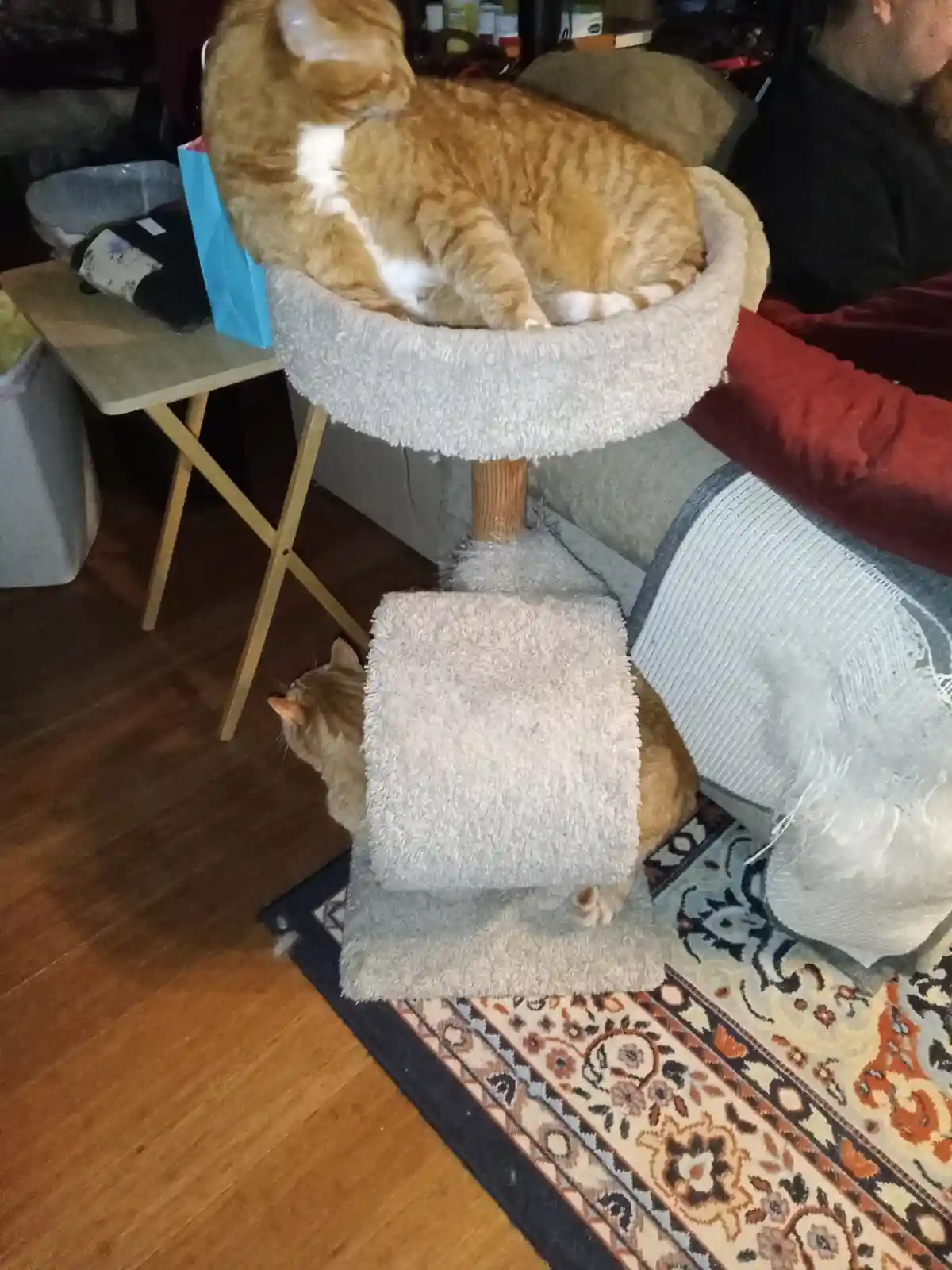 Two orange tabby cats are on a multi-level cat tree; one is curled up sleeping in the top circular bed, while the other is…