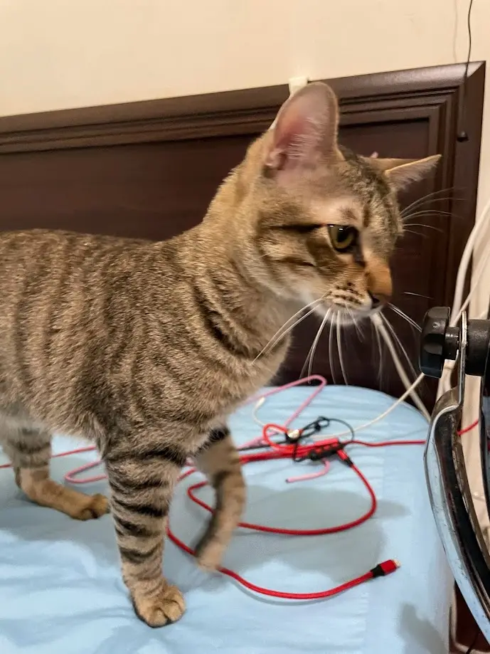A tabby cat stands on a blue bedsheet, looking intently at a tangled mess of red and white cables near a fan. The cat's…
