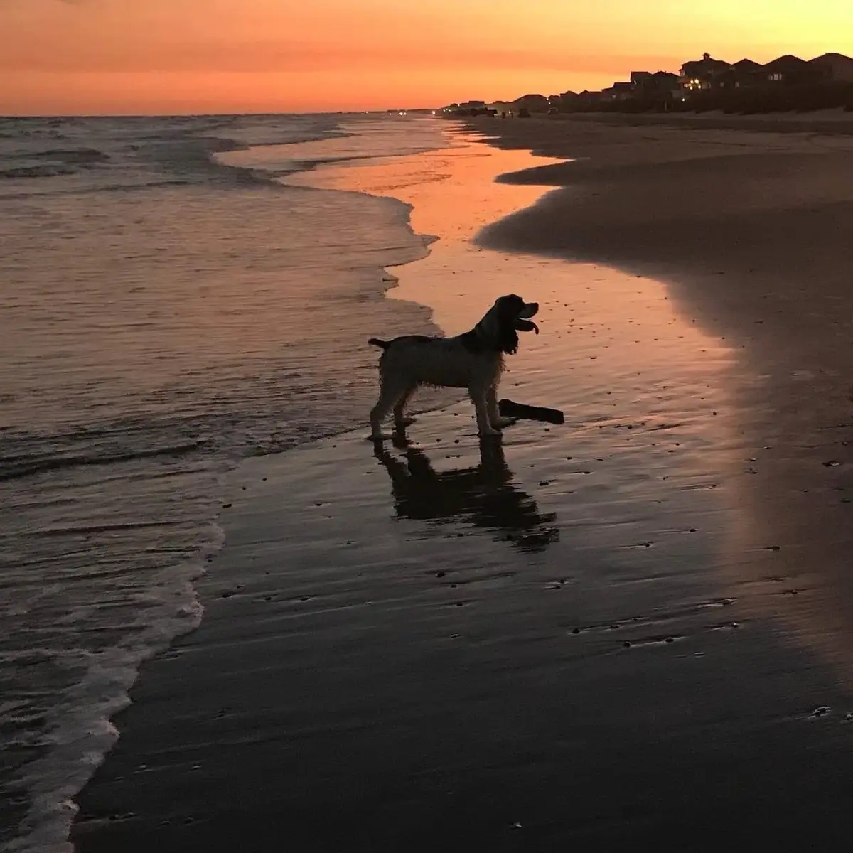 A dog stands on a wet beach at sunset, its silhouette reflected in the water, with houses visible in the distance. The…