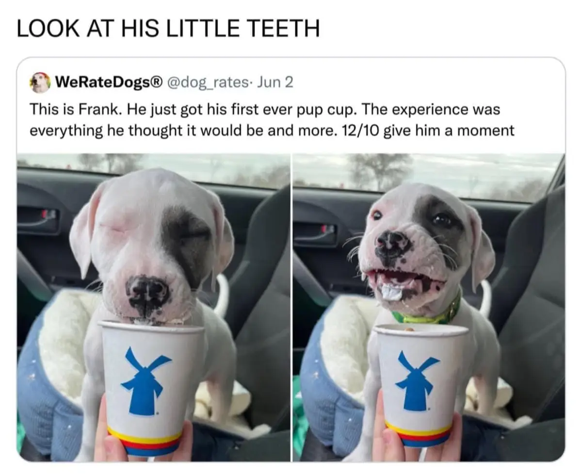 Adorable Toothy Grins That Melt Your Heart