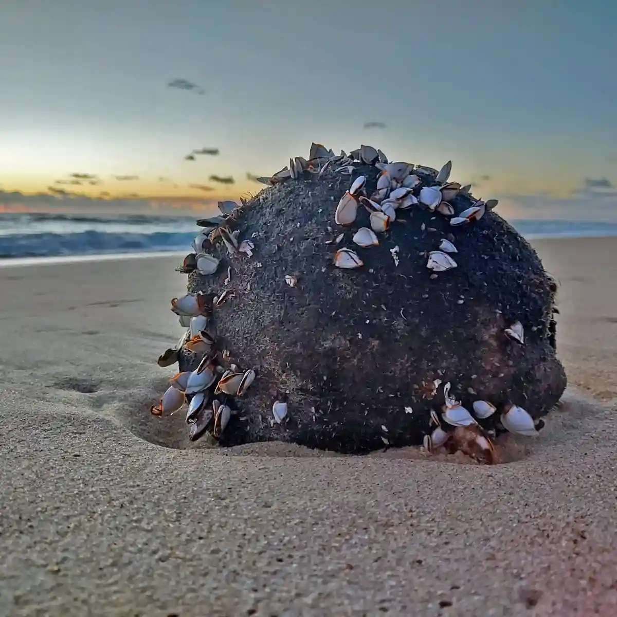 A dark, rounded rock sits partially buried in sandy beach at sunset, covered with numerous small white and orange-shelled…