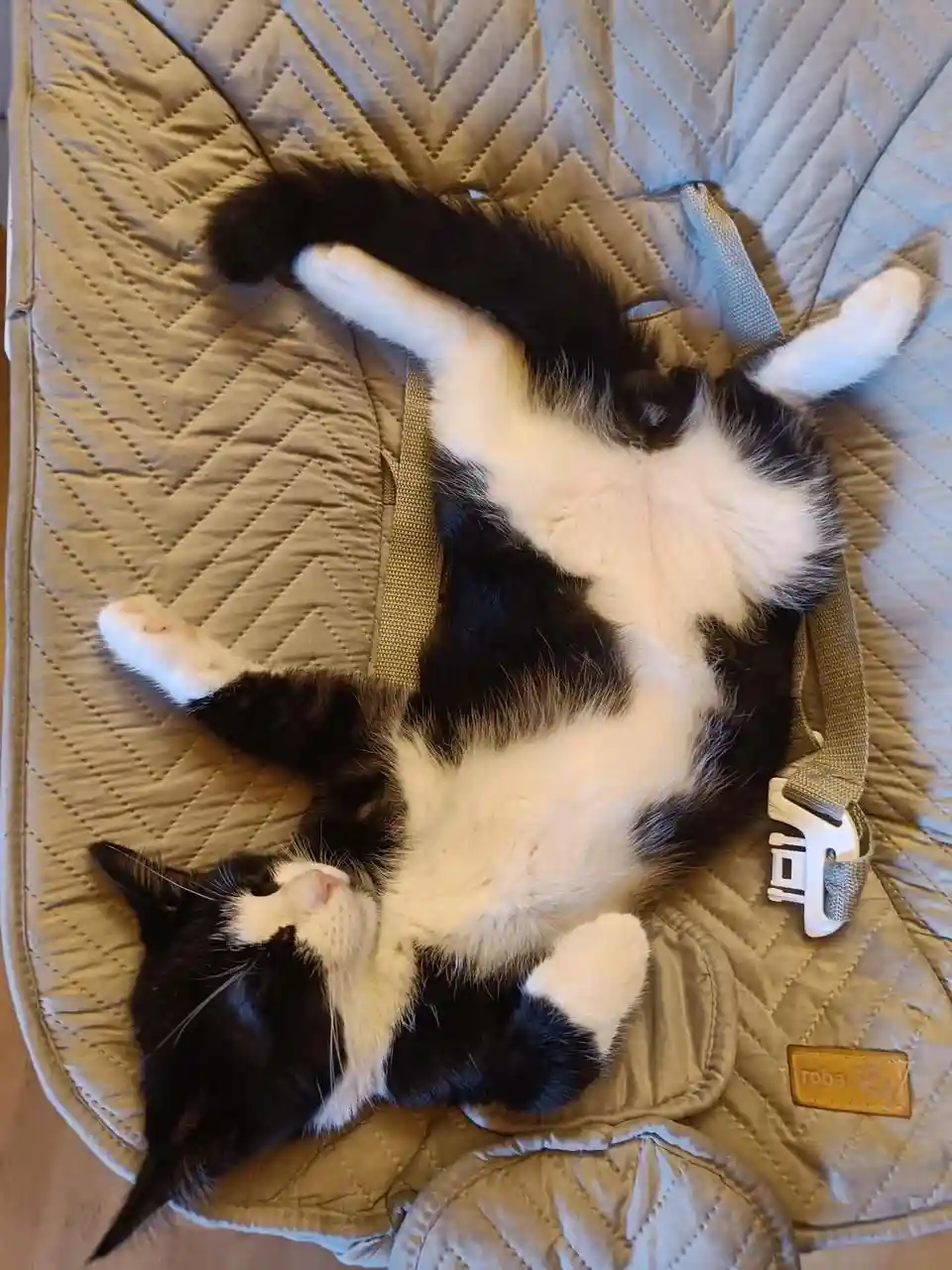 A black and white cat is lying on its back in a baby bouncer, legs and paws spread out, looking relaxed. The bouncer has a…