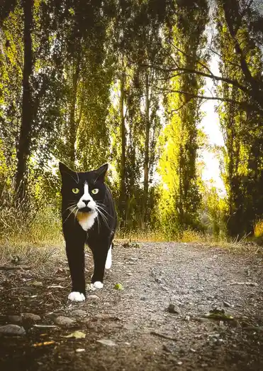 A black and white cat with bright green eyes stands confidently on a gravel path in a forest, looking directly at the…