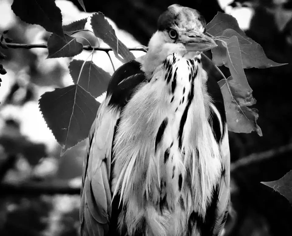 A black-and-white photograph of a bird, likely a heron or egret, with a stern, unimpressed expression, partially framed by…