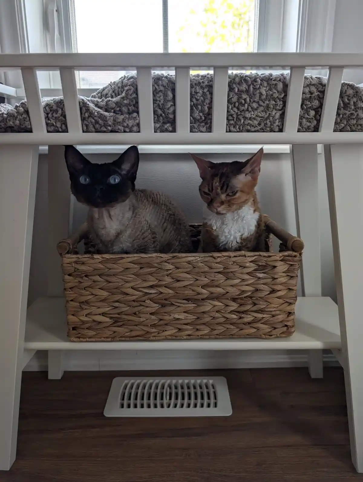Two hairless cats, one black with blue eyes and one brown tabby, sit side-by-side in a woven basket placed under a white…