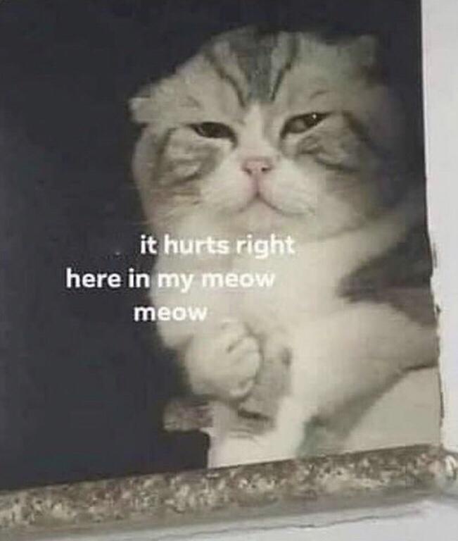 A fluffy, striped cat with a grumpy expression is shown in a dimly lit setting, its paw raised as if pointing to its chest…