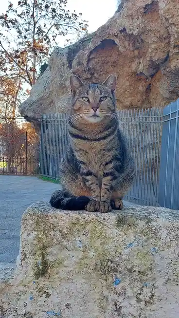 A tabby cat with green eyes sits upright on a weathered stone ledge, looking directly at the camera with a serious…