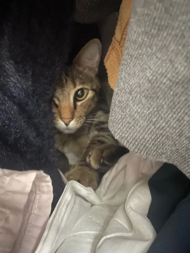 A tabby cat with wide, alert eyes peeks out from between rumpled blankets and clothing, appearing to be hiding or resting in…