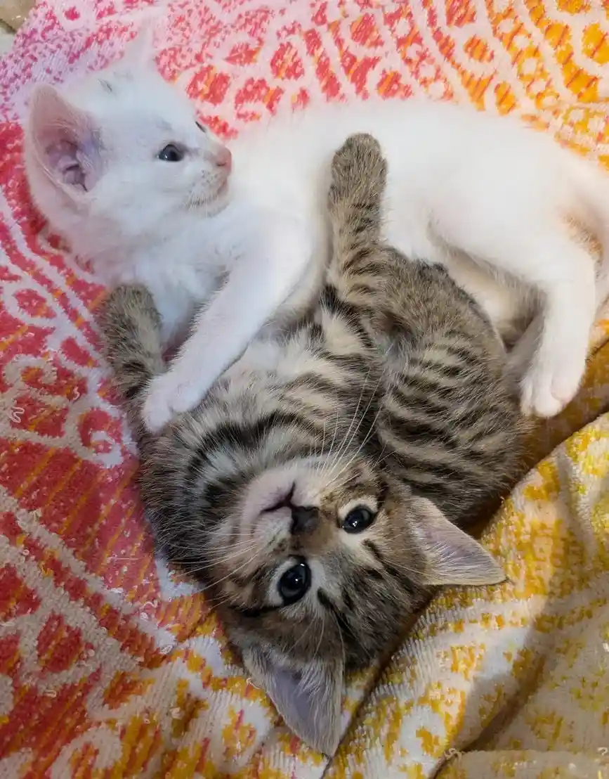 Two kittens are lying on a colorful patterned blanket; one white kitten is resting on the back of a tabby kitten, which is…