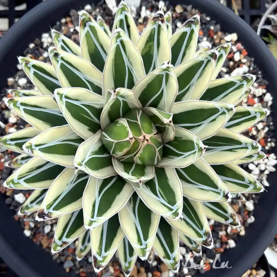A top-down photo of a variegated succulent plant with green and creamy-white striped leaves arranged in a rosette pattern…