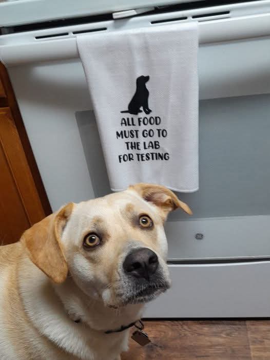 A light-colored dog with wide, pleading eyes looks up at the camera, positioned in front of a white oven. Hanging on the…