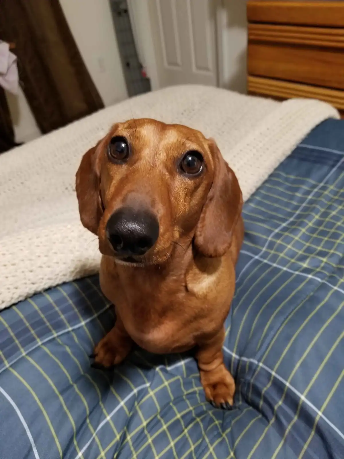 A brown dachshund sits upright on a blue and white checkered bedspread, looking directly at the camera with large…